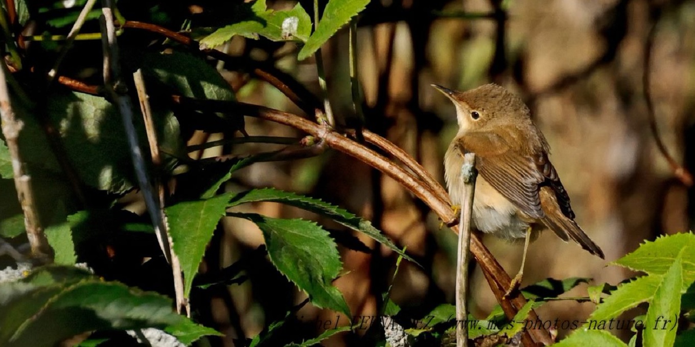 Rousserolle verderolle posée sur une branche